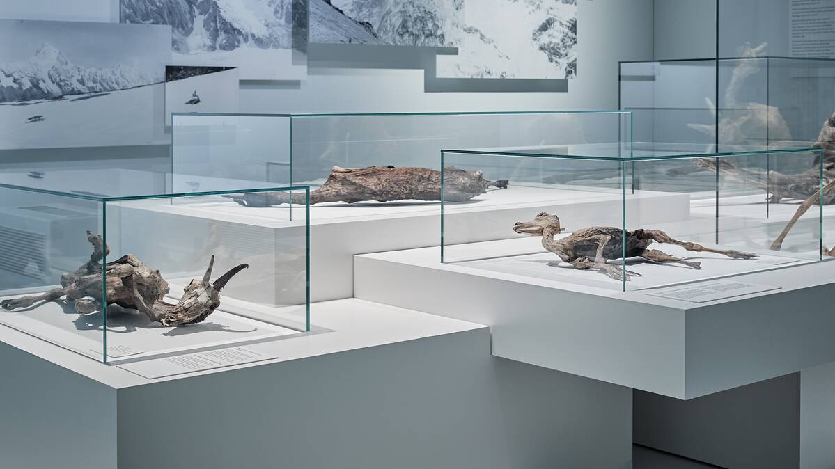 Vitrinen für hochempfindliche Exponate, Mumienausstellung NHM Basel | © Mark Niedermann Photography