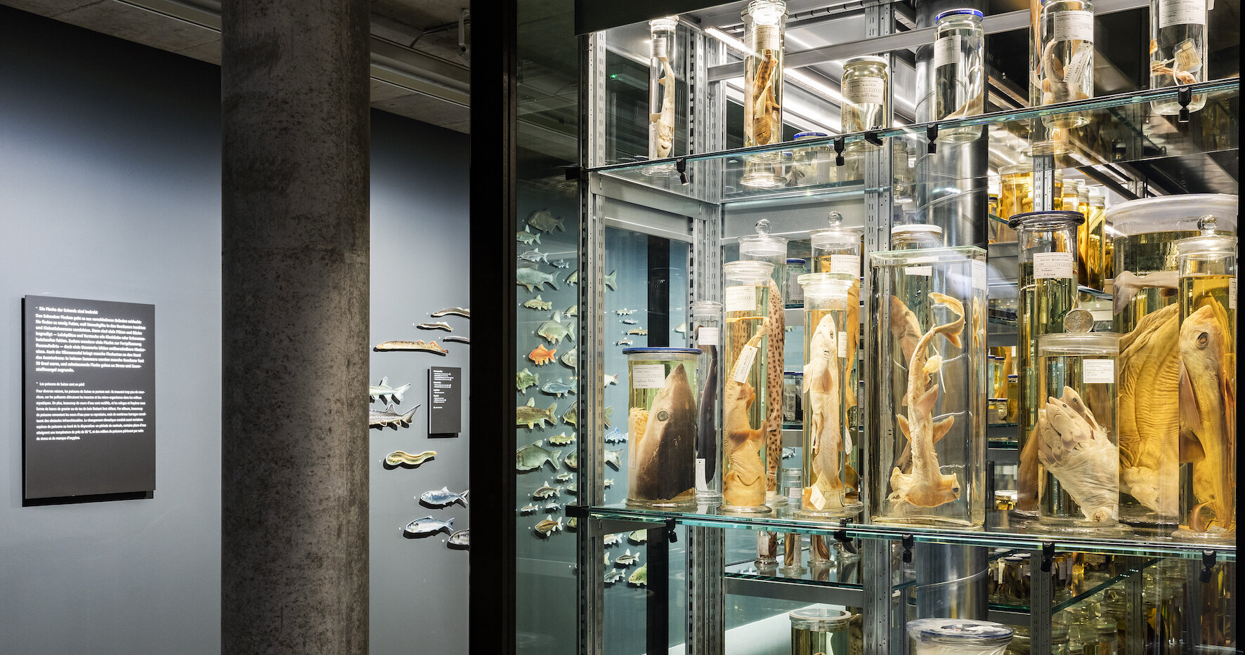 © Nelly Rodriguez LED-Beleuchtung, Wunderkammer Naturhistorisches Museum Bern | © Nelly Rodriguez